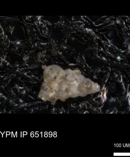 undet. Heterohelicidae