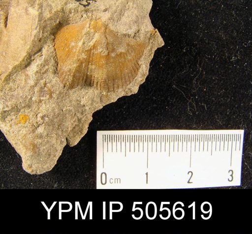 undet. Cyrtospiriferoidea
