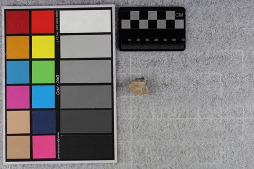 Merycoidodon culbertsoni