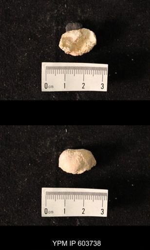 Productus sp.