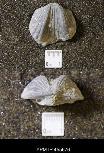 Platystrophia ponderosa