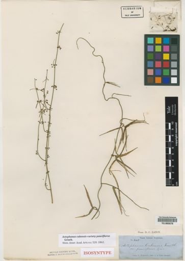 Astephanus cubensis