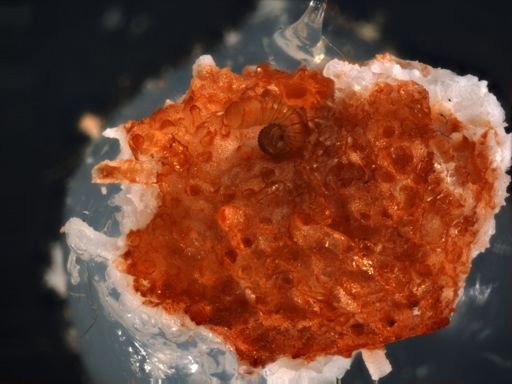 Celleporaria nr. vagans