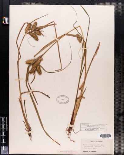 Carex retrorsa