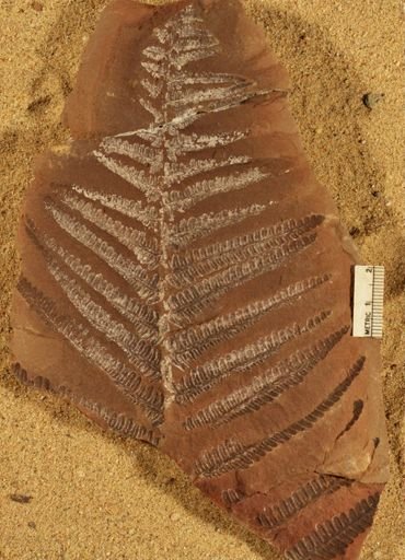 Pecopteris