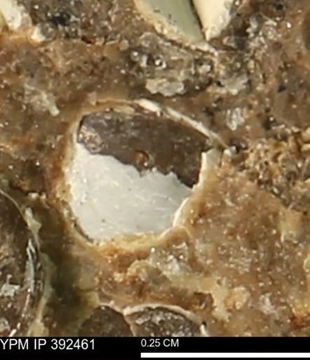 Protocardia subquadrata