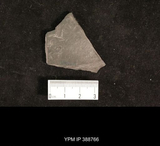 Hexapoda?