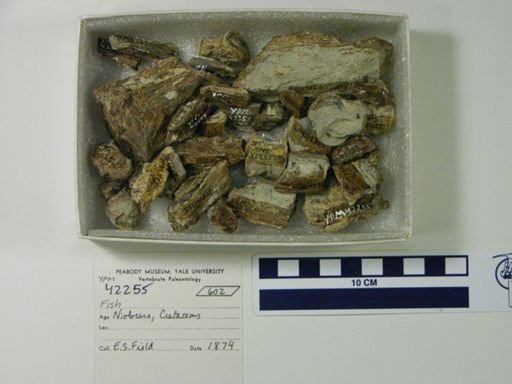 undet. Actinopterygii