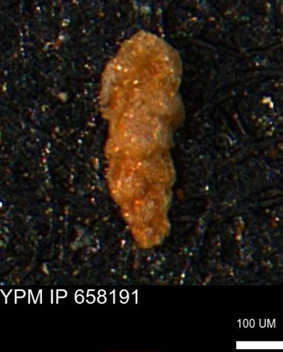 Ammobaculoides?