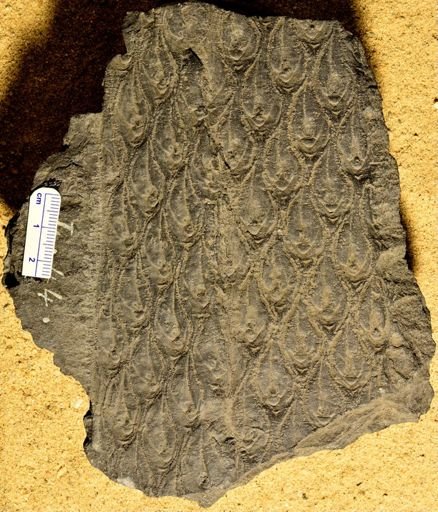 Lepidodendron sp.