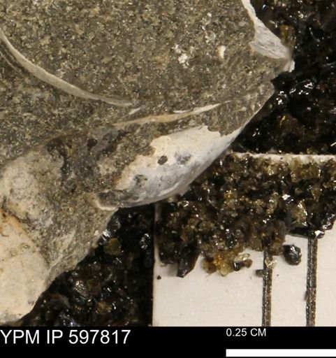 Limopsis striatopunctatus