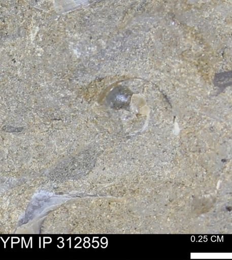 undet. Mollusca