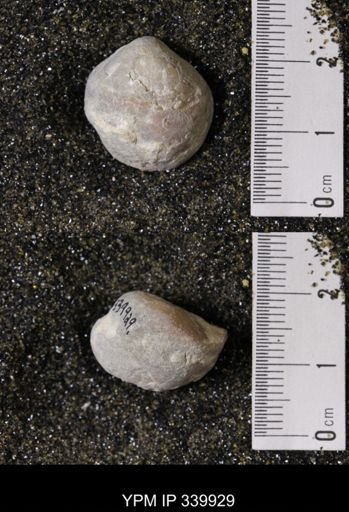 Kingena wacoensis