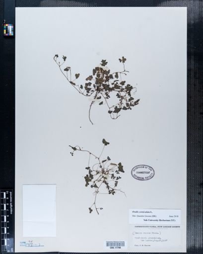 Oxalis corniculata