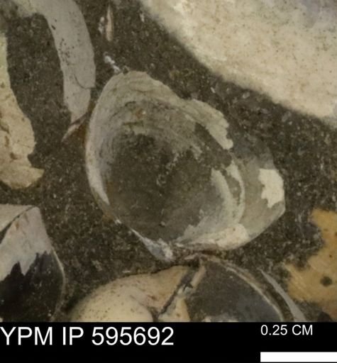 Protocardia sp.
