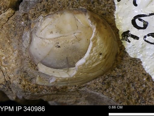 Corbicula sp.