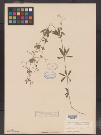 Galium triflorum