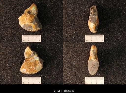 Hoploscaphites nicolletii