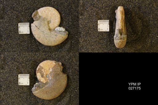 Hoploscaphites birkelundi