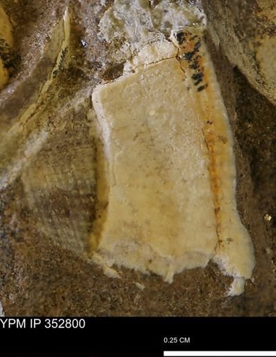 undet. Bivalvia