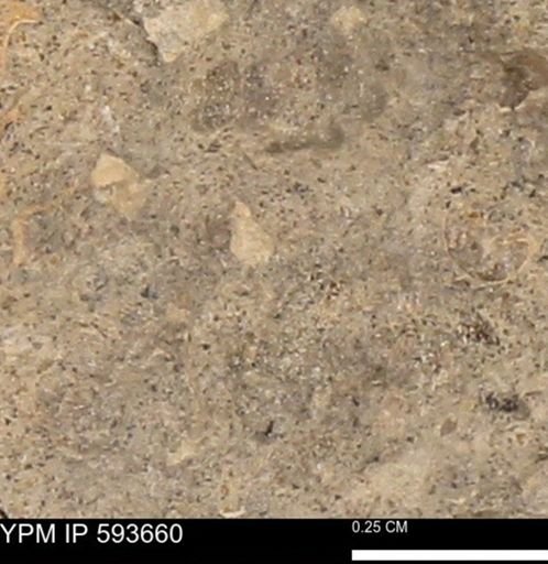 undet. Mollusca