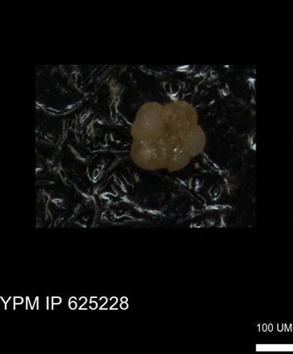 undet. Rugoglobigerinidae