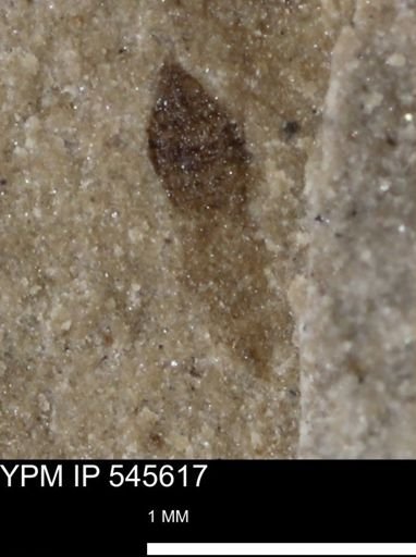 Thysanoptera?