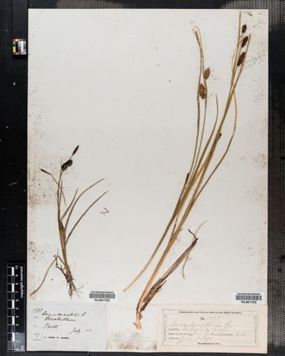 Carex saxatilis