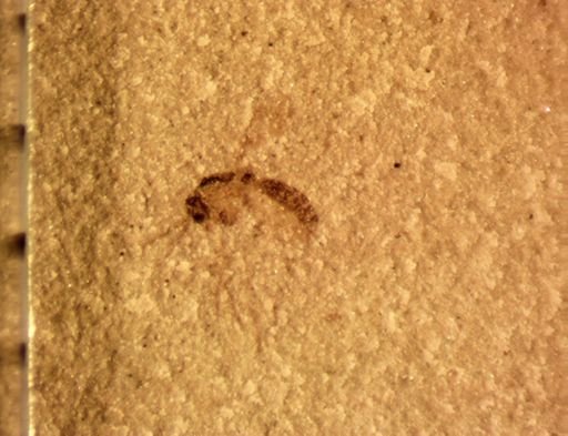 undet. Diptera