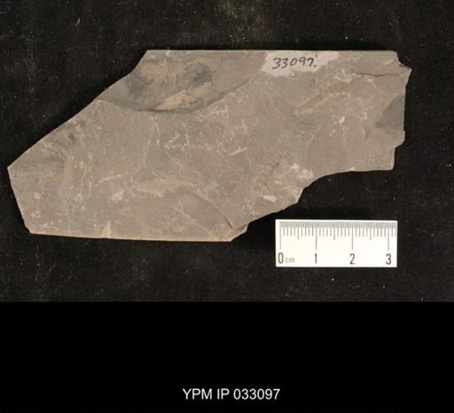 Mormolucoides articulatus