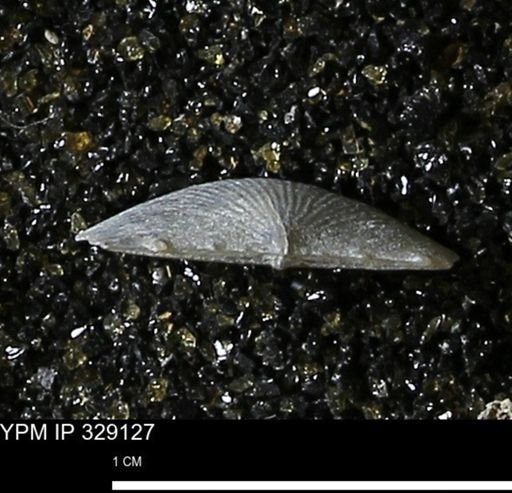 Chonetes scitulus