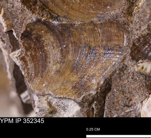 undet. Mollusca