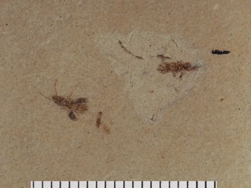 Insecta