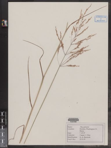 Poa palustris