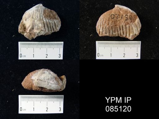 Uncinulus stricklandi
