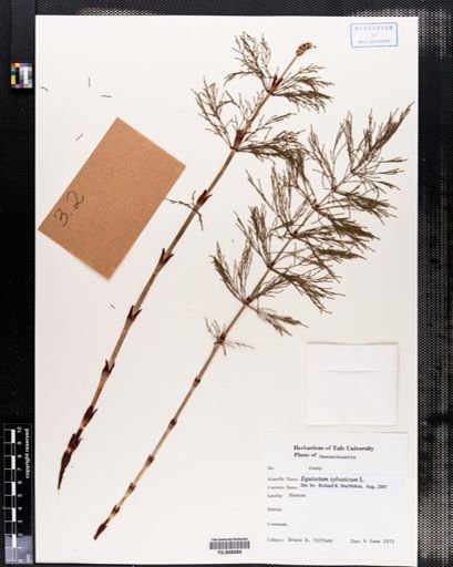 Equisetum sylvaticum