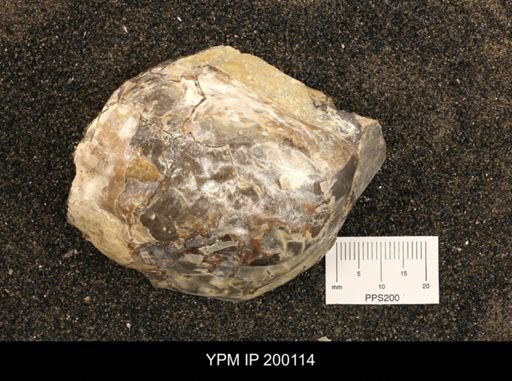 Inoceramus sp.
