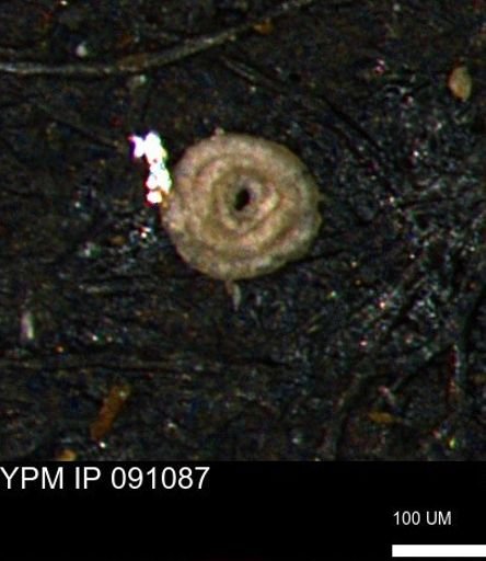 Spirolocammina subcircularis