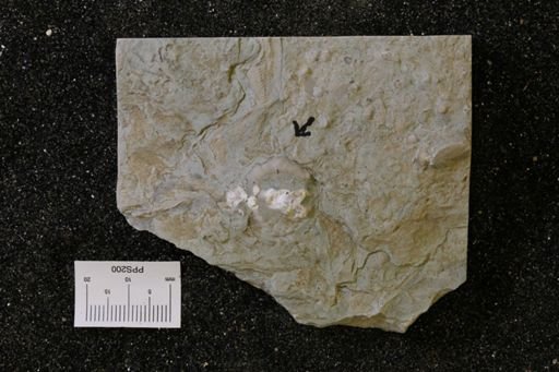 Taxocrinus shumardianus