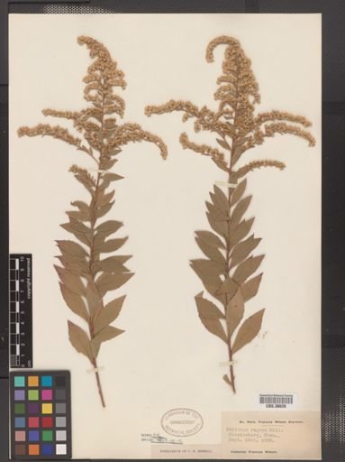 Solidago rugosa
