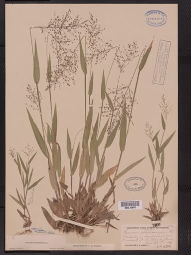 Panicum sphaerocarpon