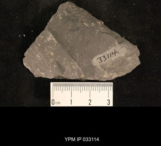 Mormolucoides articulatus