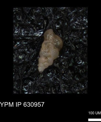 undet. Heterohelicidae
