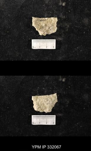 Heterotrypa?