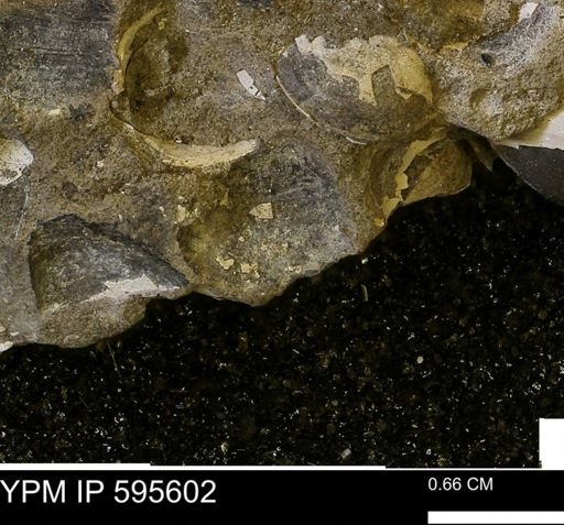 Protocardia sp.