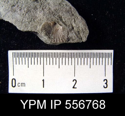 Glyptorthis sp.