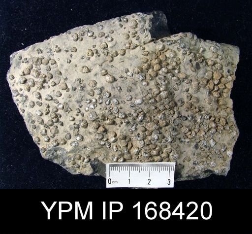 Rhynchonella semiplicata