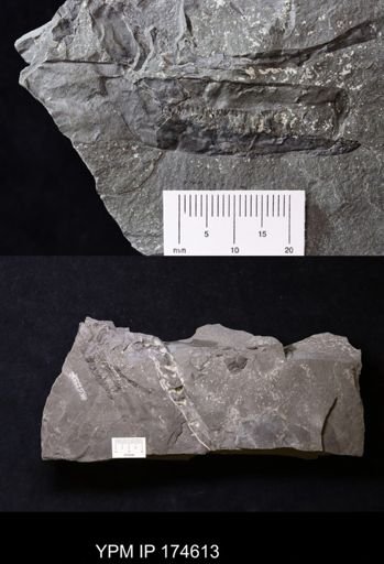 Erettopterus osiliensis