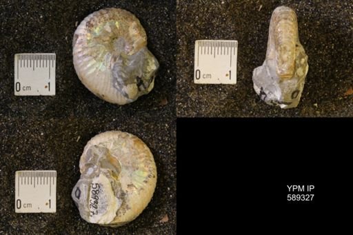 Hoploscaphites nicolletii