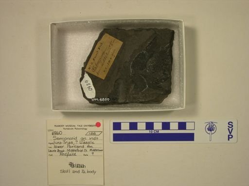 Semionotidae